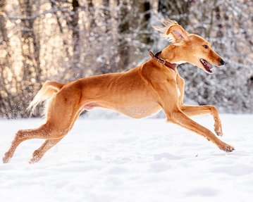 Hundefoto von Windhund Saluki beim rennen im Schnee