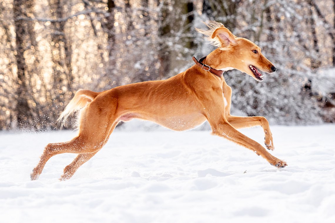 Hundefoto von Windhund Saluki beim rennen im Schnee