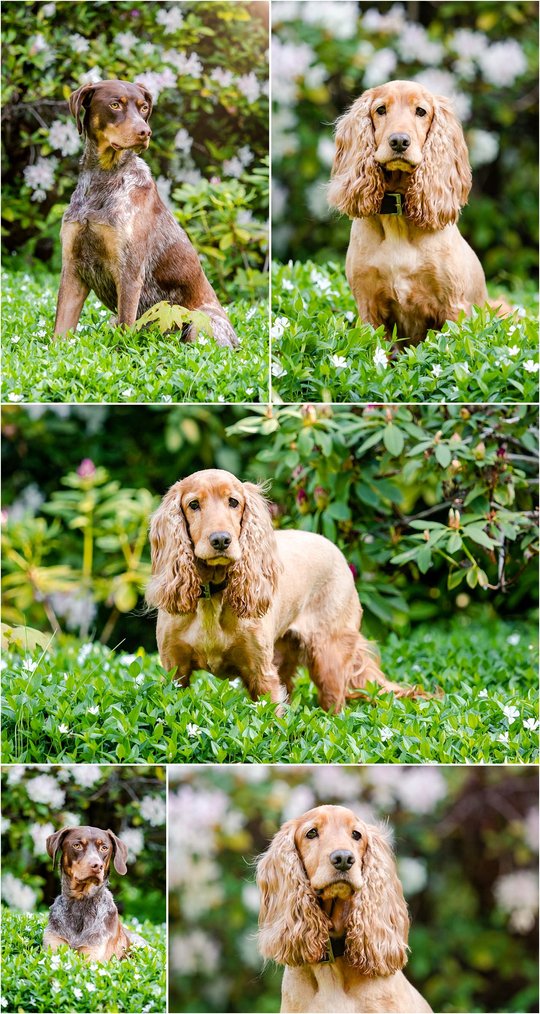 Cocker Spaniel und Deutsch Kurzhaar Portraits in Sachsen