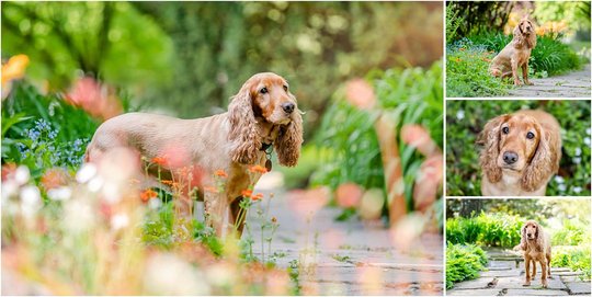 Cocker Spaniel Portraits vom Hundefotograf in Dresden