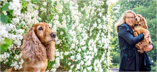 Hundefotos von Cocker Spaniel Hündin und Frauchen in Dresden
