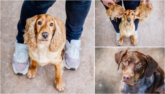 Hundefotos von Cocker Spaniel Hündin und Deutsch Kurzhaar Rüden in Sachsen