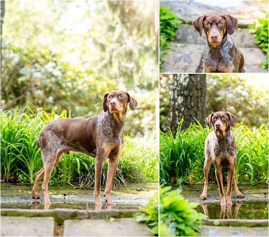 Hundefotos von Deutsch Kurzhaar Rüden in Sachsen