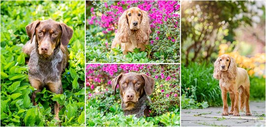 Hundefotos von Cocker Spaniel Hündin und Deutsch Kurzhaar Rüden in Sachsen