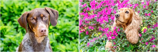 Hundefotos von Cocker Spaniel Hündin und Deutsch Kurzhaar Rüden in Dresden