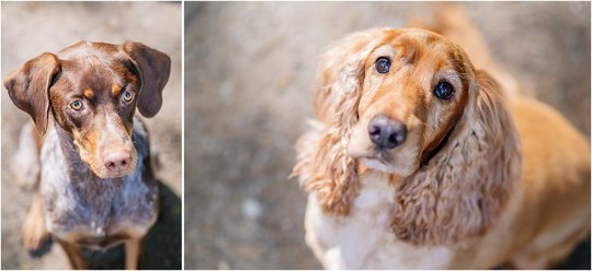 Hundeportrait von Deutsch Kurzhaar und Cocker Spaniel in Dresden