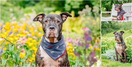 Staffordshire Mix Hundefotos in Dresden