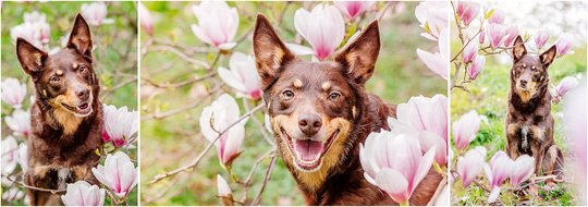 Hundefotografie von Australian Kelpie in Magnolie in Sachsen