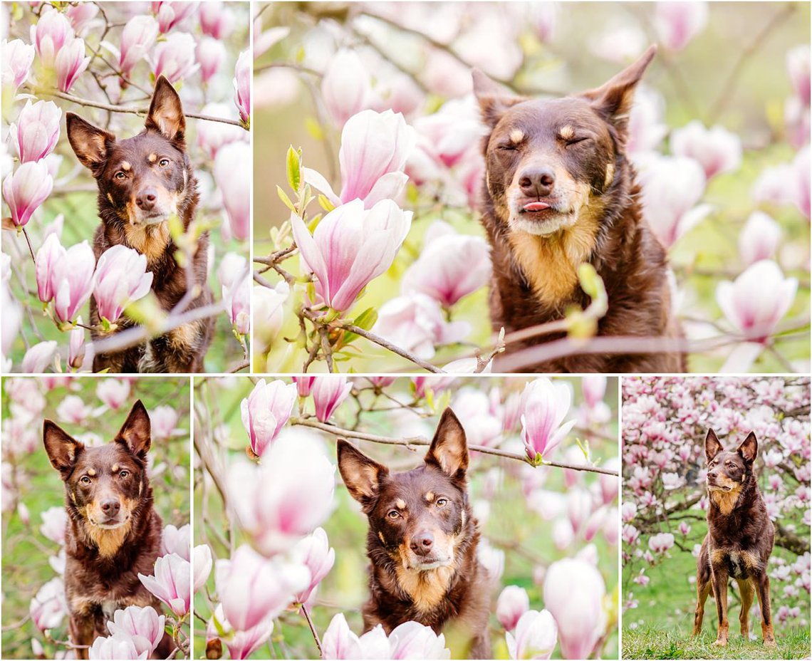 Hundefotografie von Australian Kelpie in Magnolie in Dresden