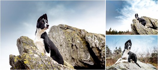 Border Collie Hundefotoshooting im Gebirge in Sachsen