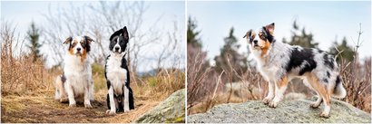 Hundefotografie Border Collie Australian Shepherd