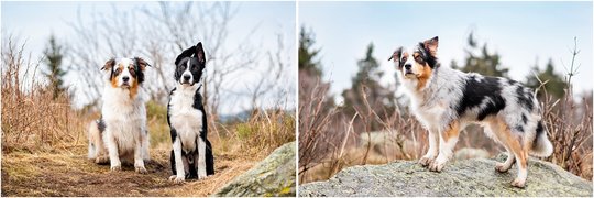 Hundefotografie Border Collie Australian Shepherd