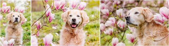 Hundefotos von Golden Retriever in Magnolie in Dresden