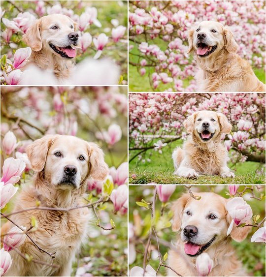 Hundefotos von Golden Retriever in Magnolie in Dresden