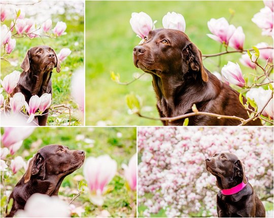 Hundefotografie von Labrador in Magnolie in Dresden