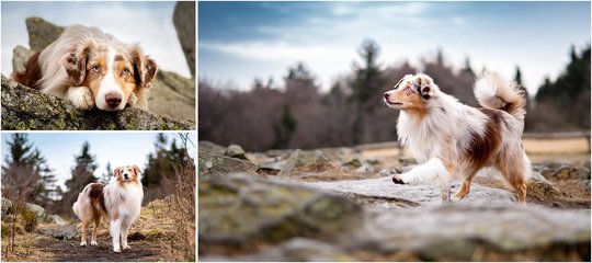 Mini Aussie Hundefotoshooting in Sachsen