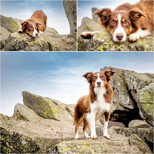 Mini Aussie Hundefotoshooting im Gebirge in Sachsen