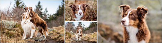Mini Aussie Hundefotoshooting im Gebirge in Sachsen