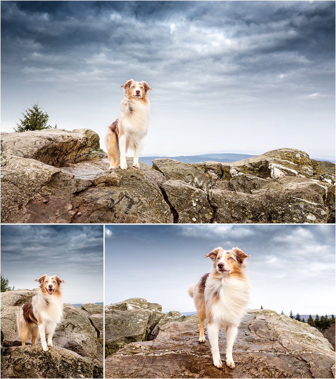 Mini Aussie Hundefoto im Gebirge Dresden