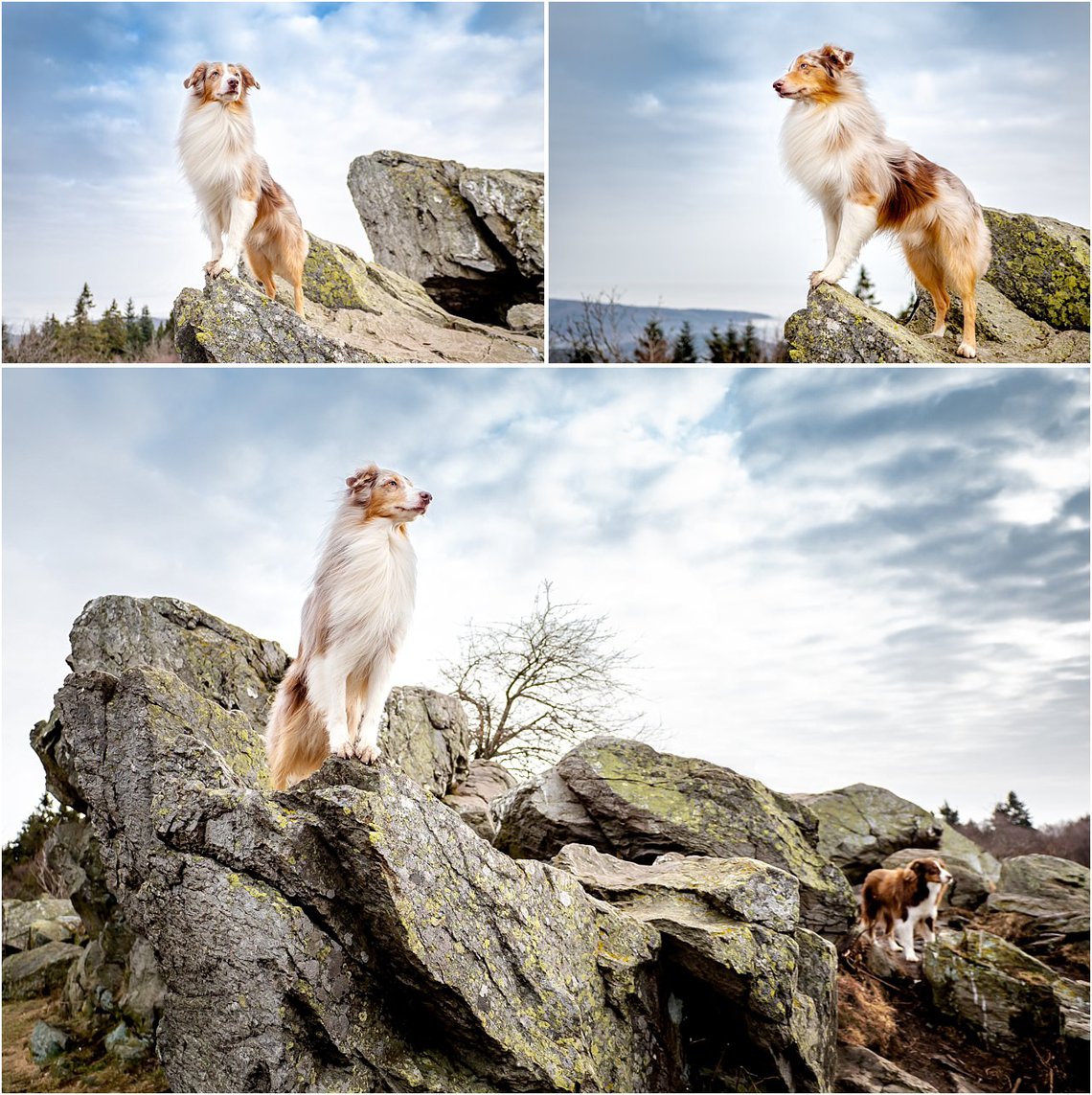 Mini Aussie natürliche Hundefotos im Sächsischen Gebirge