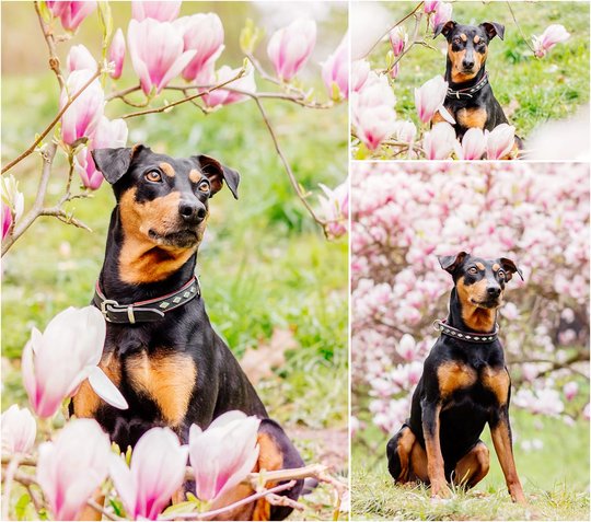 Hundefotos von Deutschem Pinscher in Magnolie in Dresden