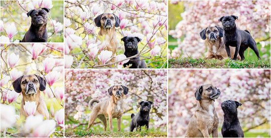 Hundeportrait von Puggle und Mops in Magnolie in Sachsen