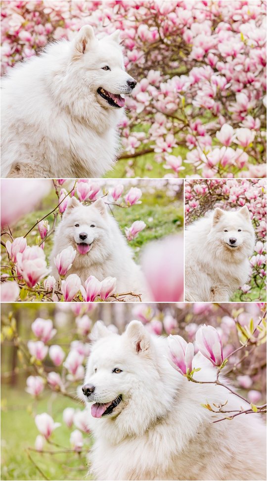 Hundefotos von Samojede Hündin in Magnolie in Dresden