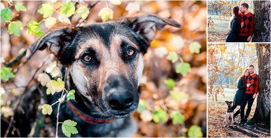 Hundefotografie Dresden Hund und Halter