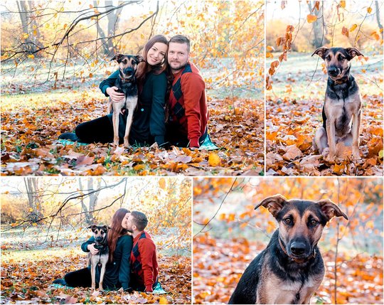 Hundefotografie in Dresden mit Mischling und Hundebesitzern im Herbst