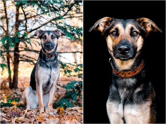 Hundefoto Mischling Portrait von Hundefotografin in Dresden