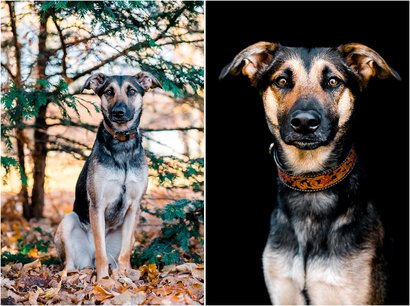 Hundefoto Mischling Portrait von Hundefotografin in Dresden