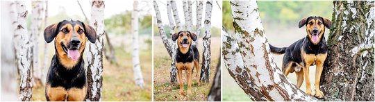 Mischling Hundefotos zwischen Birken in Dresden