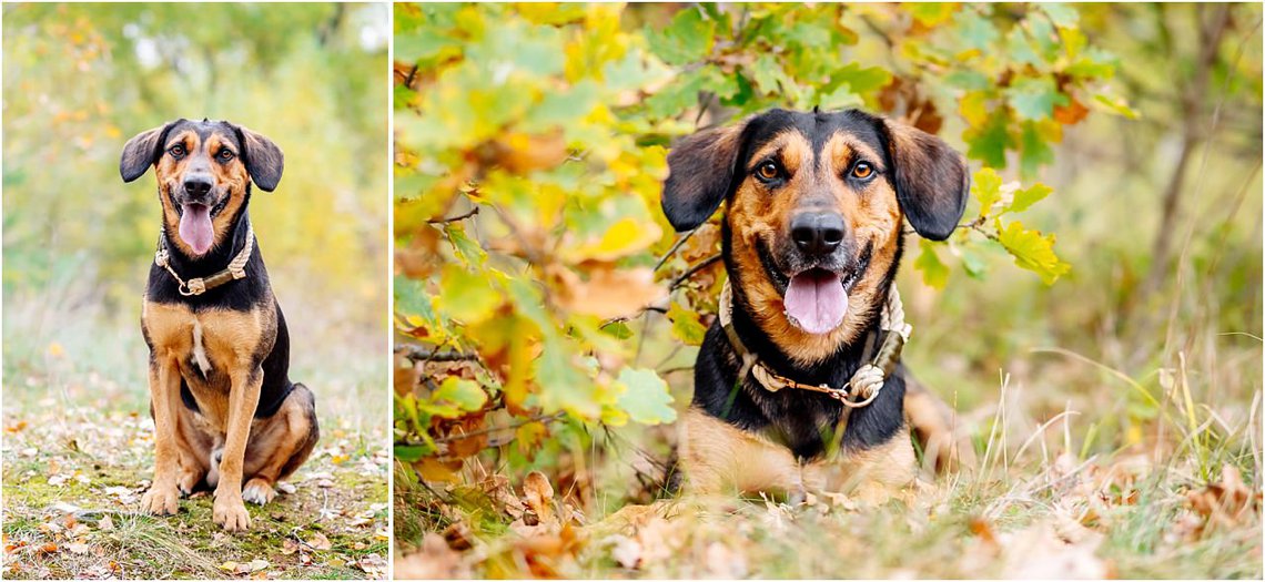 Hundefotografie Mischling im Herbst