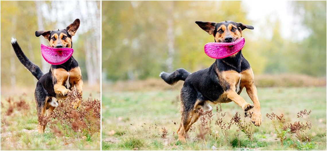 Hundeactionfoto von Mischling mit Hundefrisbee