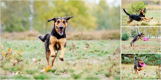 Hundefotoshoot Actionfotos von Mischling beim spielen in Dresden