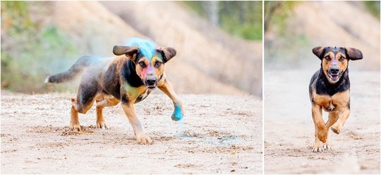 Hundefoto mit Holi Pulver in Dresden