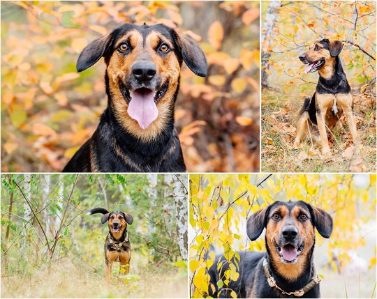 Hundefotografie Portrait von Mischling im Herbst in Dresden