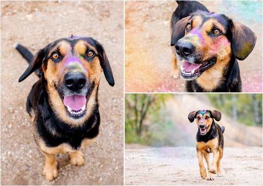 Holifotoshoot mit Mischlingshund in Dresden