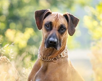 Rhodesian Ridgeback Portrait Hundefotografie Dresden