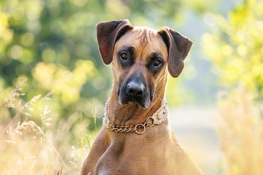 Rhodesian Ridgeback Portrait Hundefotografie Dresden