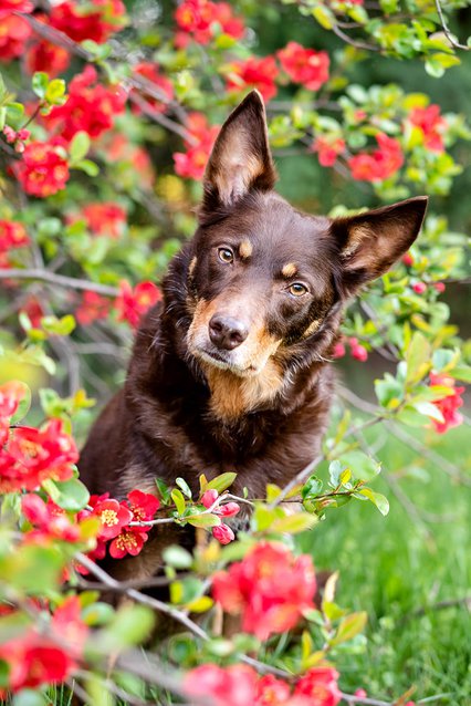 Australian Kelpie Hundeportrait in Blumen von Hundefotos Dresden
