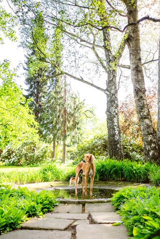 Saluki Windhund Hundefoto in Dresden