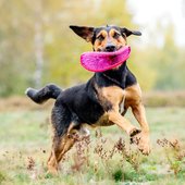 Mischling rennt mit Hundefrisbee über die Wiese Hundefoto Dresden