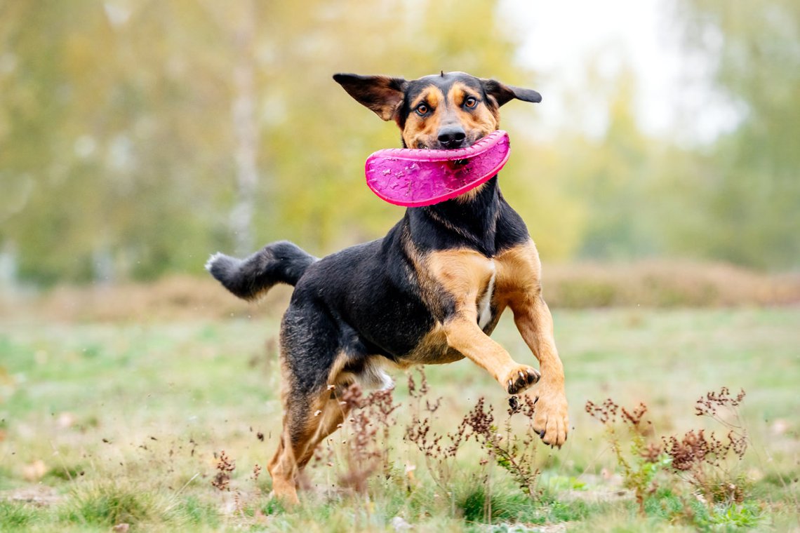 Mischling rennt mit Hundefrisbee über die Wiese Hundefoto Dresden