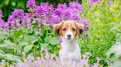 Kooikerhondje Welpe im Blumenmeer Hundefoto Dresden