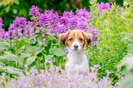 Kooikerhondje Welpe im Blumenmeer Hundefoto Dresden