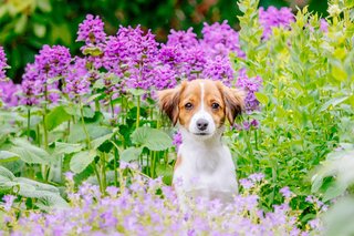 Kooikerhondje Welpe im Blumenmeer Hundefoto Dresden