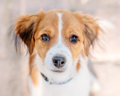 Hundefoto Kooikerhondje Welpe Portrait Dresden