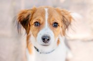 Hundefoto Kooikerhondje Welpe Portrait Dresden