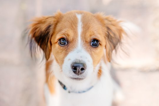 Hundefoto Kooikerhondje Welpe Portrait Dresden